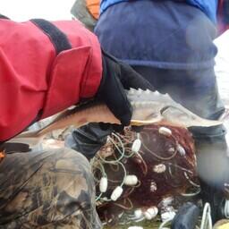 Калужонок, пойманный в ходе комплексной осетровой съемки в рамках Второй Амурской экспедиции. Фото пресс-службы ХабаровскНИРО