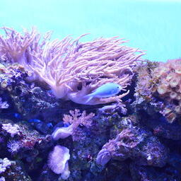Коралл Sinularia flexibilis