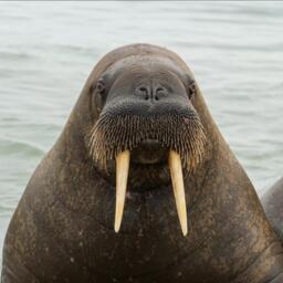 Экспедиция собрала уникальные данные о самом малоизученном подвиде моржа — лаптевском. Фото Дмитрия Рябова / Всемирный фонд дикой природы