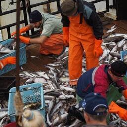 Научные съемки на Дальнем Востоке. Фото пресс-службы ВНИРО