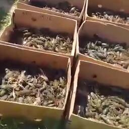 В машине обнаружили 28 коробок с раками. Кадр оперативной съемки