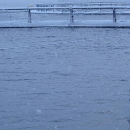 Норвежский лосось выпрыгивает из воды