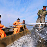 Приморский краевой комитет профсоюза работников рыбного хозяйства объявил месячник по охране труда на предприятиях отрасли