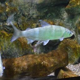 Охране и пополнению ресурсов байкальского омуля уделяется особое внимание