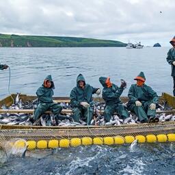 Сейчас, когда экономика перестраивается под работу в условиях санкций, руководителям рыбохозяйственных объединений предстоит справляться с новыми задачами