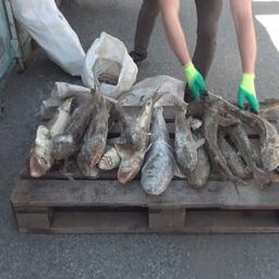 Изъятые у браконьеров осетровые. Кадр оперативной съемки