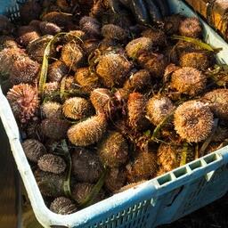 Добыча серого ежа на Курилах