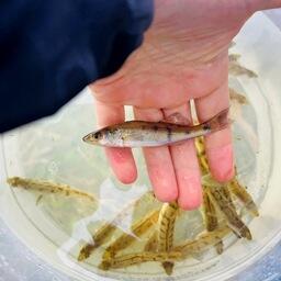 Судак считается сложным для искусственного воспроизводства видом. Фото пресс-службы Московско-Окского теруправления Росрыболовства