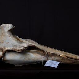 Череп и другие кости редкого животного обнаружили на острове Беринга. Фото пресс-центра нацпарка «Командорские острова»