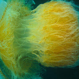 Медуза номура у берегов Кореи. Фото Janne Hellsten. CC BY 2.0