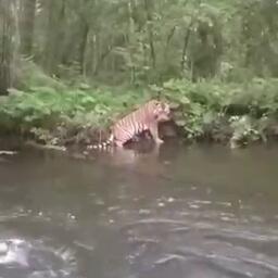 Зверь позировал рыбаку с противоположного берега речки. Кадр видео из телеграм-канала Центра «Амурский тигр»