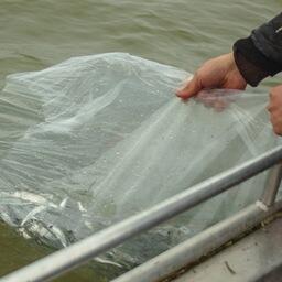 В общей сложности за два года предполагается отправить в Куршский залив еще более 500 тыс. штук молоди сига средней навеской 10 г. Фото пресс-службы Главрыбвода