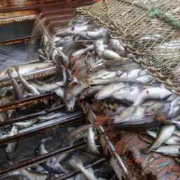 Россия и Норвегия самостоятельно определят квоты по треске и пикше. Фото предоставлено Архангельским траловым флотом