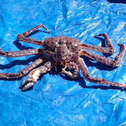 Ассоциация судовладельцев рыбопромыслового флота направила в ФАС письмо по поводу квотных торгов: объединение ссылается на то, что механизм аукционов — «наиболее конкурентная процедура»