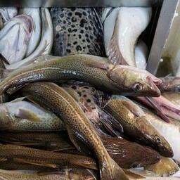 Свежевыловленная треска. Фото предоставлено АТФ