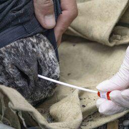 Взятие мазка из носа. Фото пресс-центра нацпарка «Командорские острова»