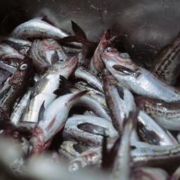 Компании получают для освоения в предстоящем году под новые мощности, в частности, объемы добычи минтая. Фото пресс-службы РРПК