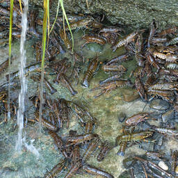 Экспериментальные раки провели лето в прудах «БИОСА». Фото пресс-службы ВНИРО