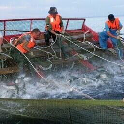 Добыча лосося на Дальнем Востоке