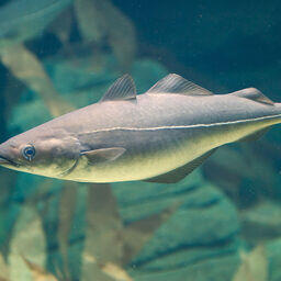 Фото Tino Strauss. CC BY-SA 3.0