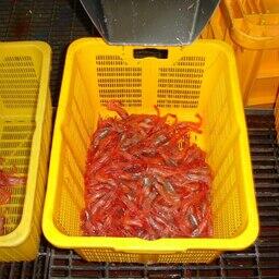 Наука оценит запасы северной креветки в Охотском море. Фото пресс-службы ВНИРО