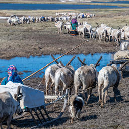 Коррективы в закон о КМНС одобрены Совфедом. Фото пресс-службы правительства ЯНАО. CC BY 4.0