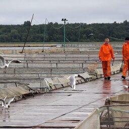 Филиалам ФГБУ «Главрыбвод» удалось полностью снабдить свои рыбоводные заводы кормами на 2022 г. Фото пресс-службы учреждения
