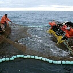 На рыболовных участках, в частности, ведется промысел тихоокеанских лососей
