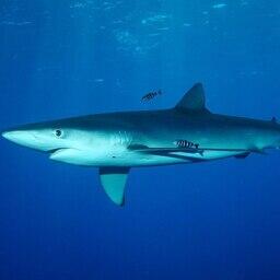 Синяя акула. Фото Patrick Doll («Википедия»), CC BY-SA 3.0