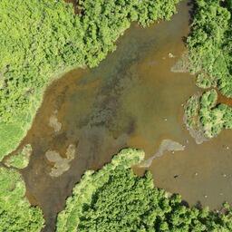 Фото нерестилищ, сделанное с беспилотника. Фото пресс-службы ВНИРО