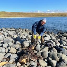 Сбор образцов на Северо-Западном лежбище. Фото пресс-центра нацпарка «Командорские острова»