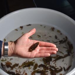 В Хасанском районе Приморского края провели выпуск более 300 тыс. экземпляров молоди трепанга