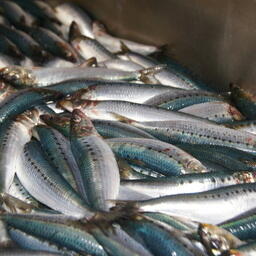 Уловы сардины-иваси — высокие 