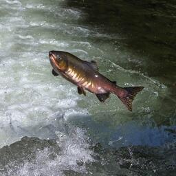 Горбуша идет на нерест на Сахалине. Фото Анатолия Макоедова