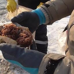 Самка с икрой. Фото пресс-службы Погрануправления ФСБ России по Сахалинской области