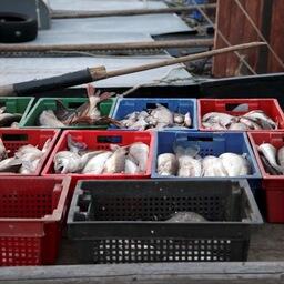 Промысловый улов озерной рыбы