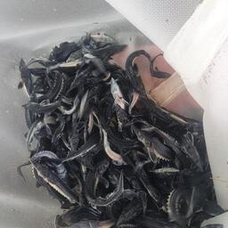 Подготовленная к выпуску молодь. Фото пресс-службы Главрыбвода