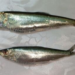 Большеглазая и обыкновенная кильки из уловов разноглубинного трала. Фото пресс-службы КаспНИРХ