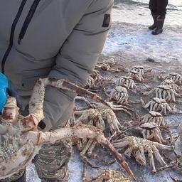 Добытые браконьерами крабы. Фото пресс-службы Погрануправления ФСБ России по Сахалинской области