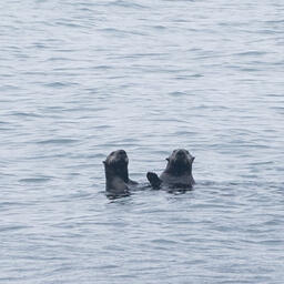 Каланы. Фото Нины Ким, пресс-служба Кроноцкого заповедника