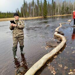 Сеголеток сига выпустили в реку Кереть. Фото пресс-службы Главрыбвода