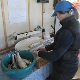 Проведение биологического анализа. Фото пресс-службы КаспНИРХ