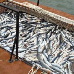 Улов лосося на Камчатке