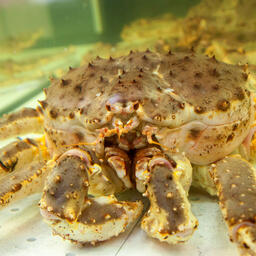 Полицейских оштрафовали за незаконную добычу камчатского краба