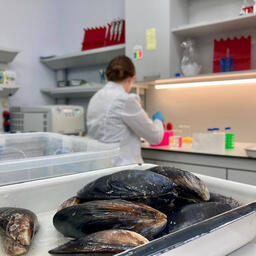 Один из объектов исследований — средиземноморская мидия. Фото пресс-службы ИнБЮМ