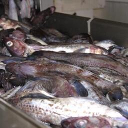 Свежий улов