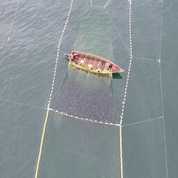 Снимок лососей в неводе, сделанный с беспилотника. Фото предоставлено пресс-службой КамчатНИРО