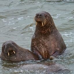 Лежбище моржей на Ямале могут взять под охрану. Фото пресс-службы правительства ЯНАО