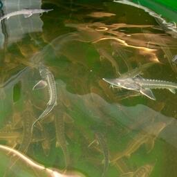 Согласно законопроекту, объектами регистрации в рыбоводстве являются племенные стада