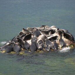 Байкальские нерпы. Автор фото Юрий Гейфман. Файл доступен по лицензии  Creative Commons Attribution-Share Alike 4.0 International